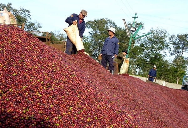 Xuất khẩu cà phê Việt Nam tận dụng cơ hội trong bối cảnh mới