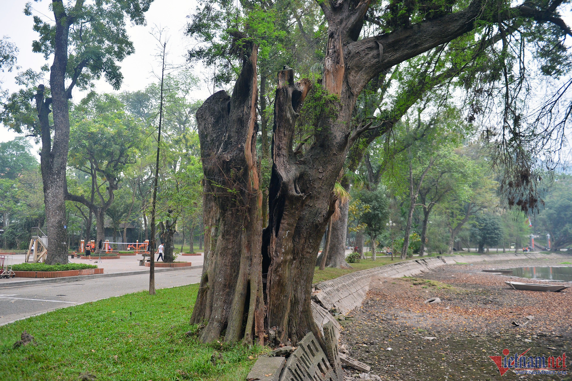 Over 100-year-old trees at Hanoi Botanical Gardens dying