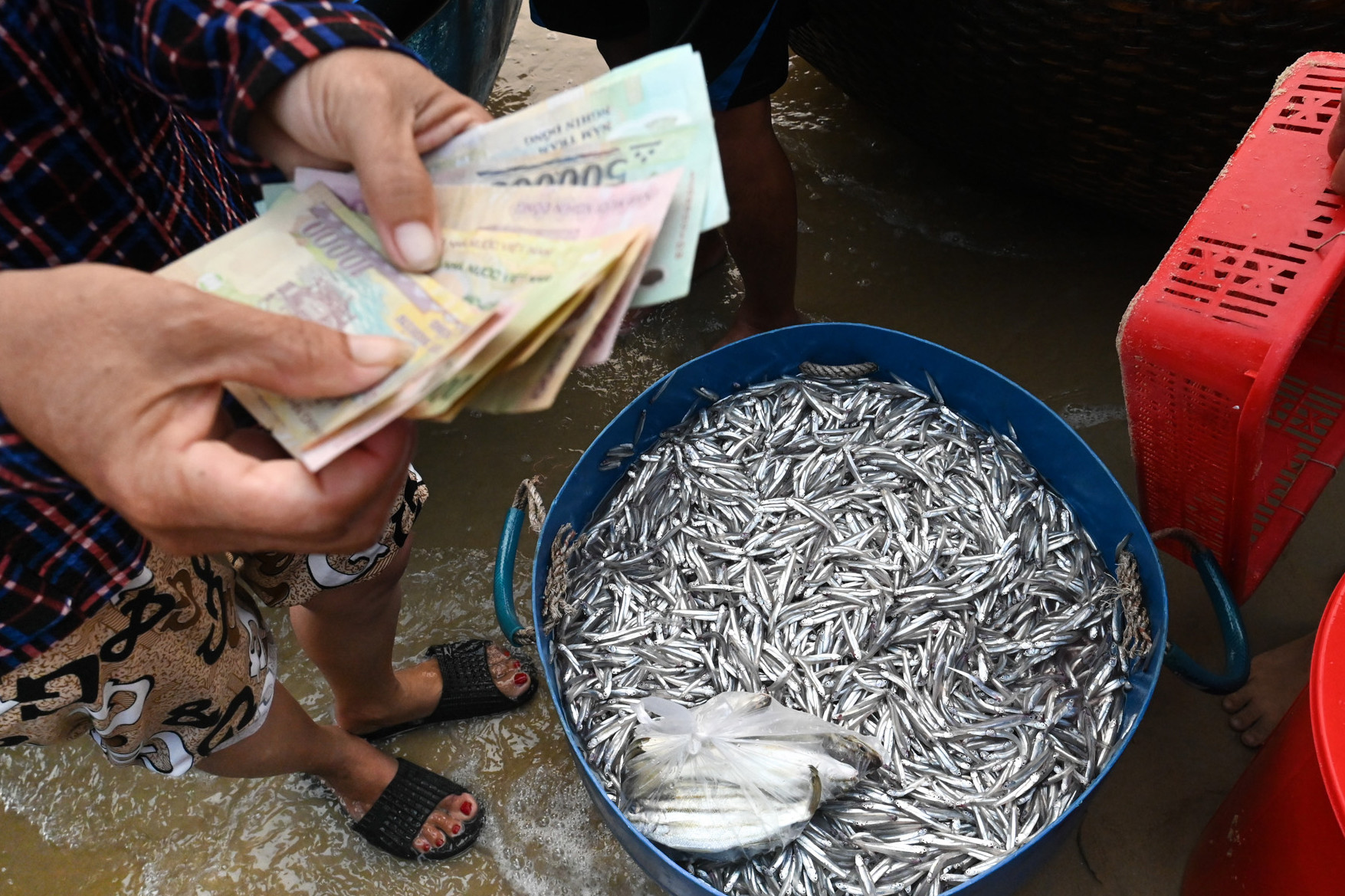 Mua hải sản giá siêu rẻ ở chợ ven biển Quảng Nam
