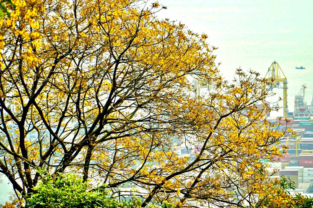 Bán đảo Sơn Trà ngập sắc vàng hoa lim xẹt, du khách không muốn rời bước