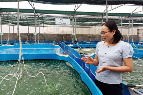 Vợ chồng nghỉ việc giáo viên, nuôi tảo xoắn thu nửa tỷ một năm