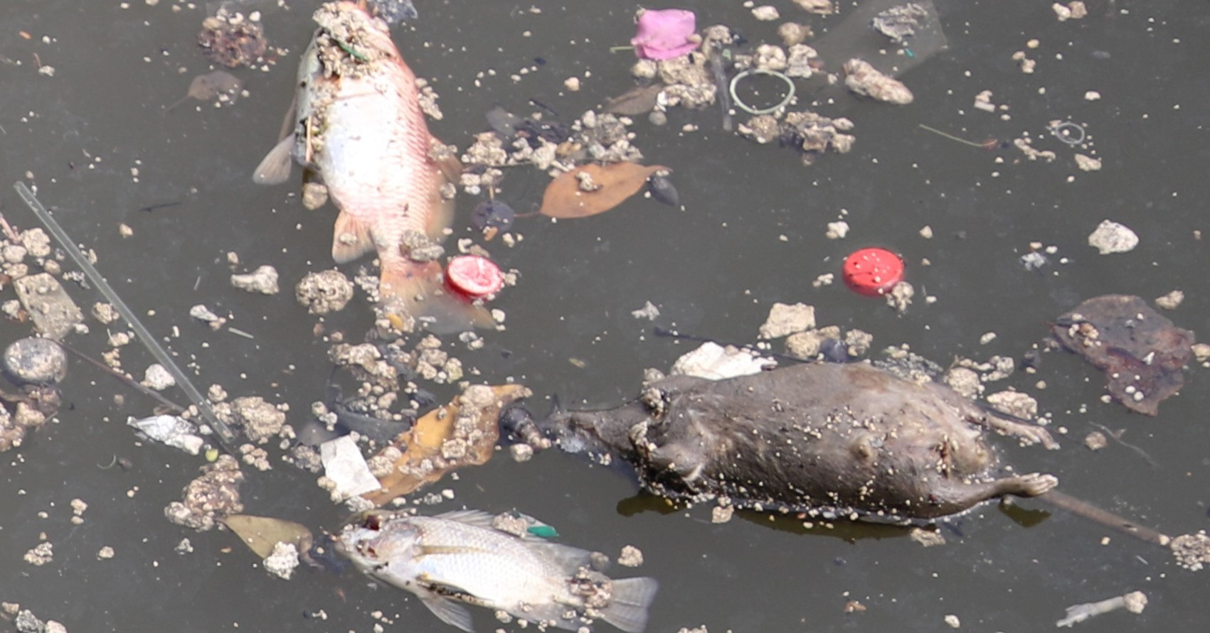 Cá chết trên kênh Nhiêu Lộc - Thị Nghè, người dân lo ngại nguồn nước ô nhiễm