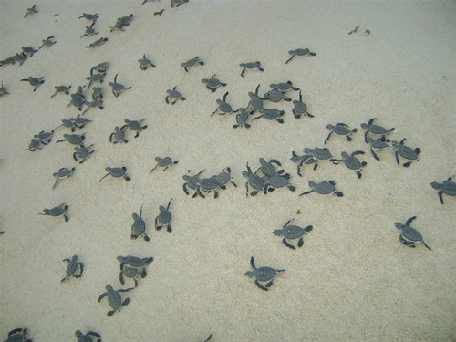 Sea turtles flock to the shore as the breeding season starts in Con Dao