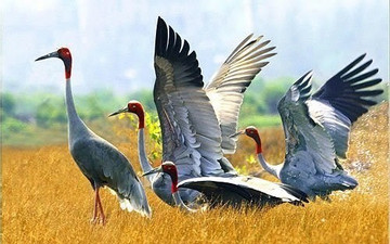 Vietnam partners with Thailand to save threatened crane species