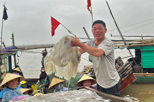 Ra khơi vớt sứa, ngư dân Thanh Hóa kiếm tiền triệu mỗi ngày