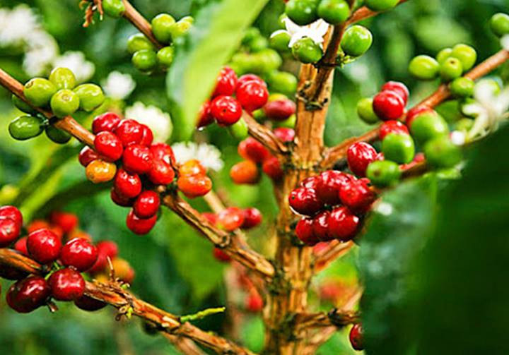 Vietnam foresees opportunity to boost coffee exports
