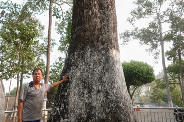 Chiêm ngưỡng cây dầu 'khủng' 200 năm tuổi trên ngọn núi ở An Giang