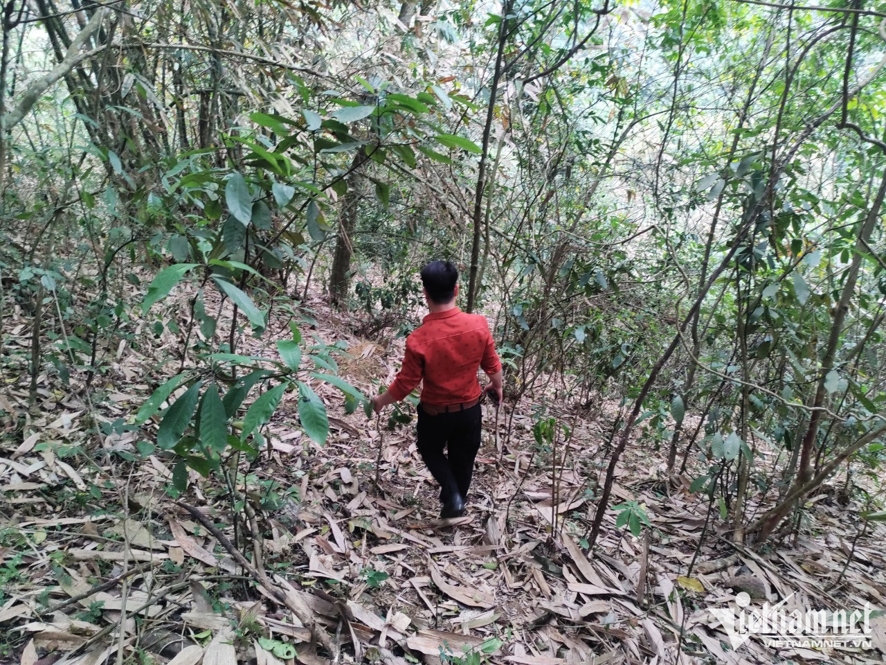 Đất rừng tỉnh ven Hà Nội bán giá bát phở mỗi m2, hé lộ mục đích phía sau