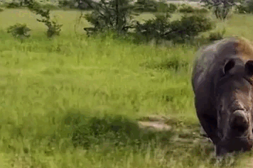 Tê giác khổng lồ chạy hết tốc lực rượt đuổi, du khách la hét thất thanh