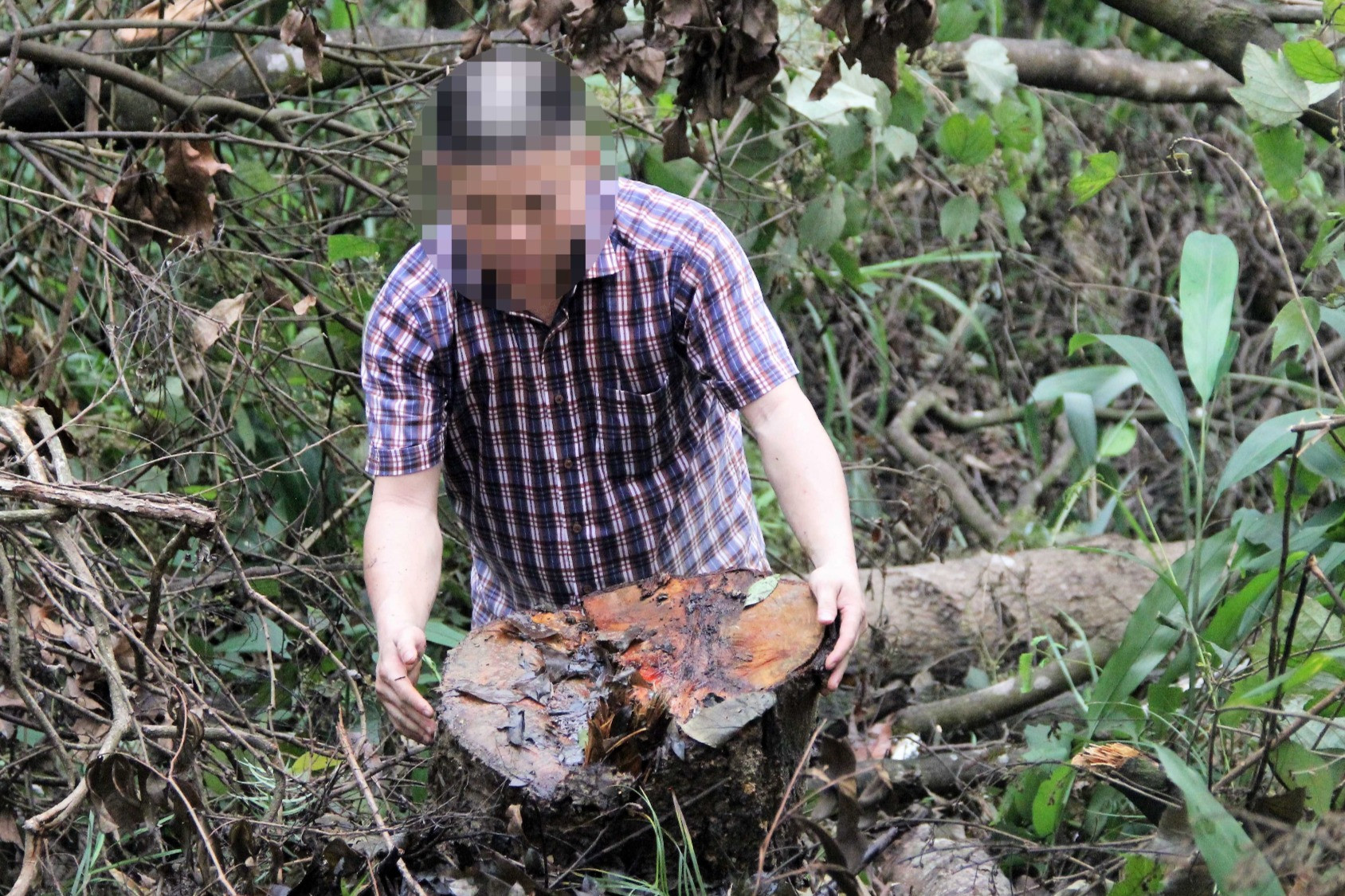 Nghệ An: Loạt cây gỗ lớn trên đỉnh Giăng Màn bị chặt trụi