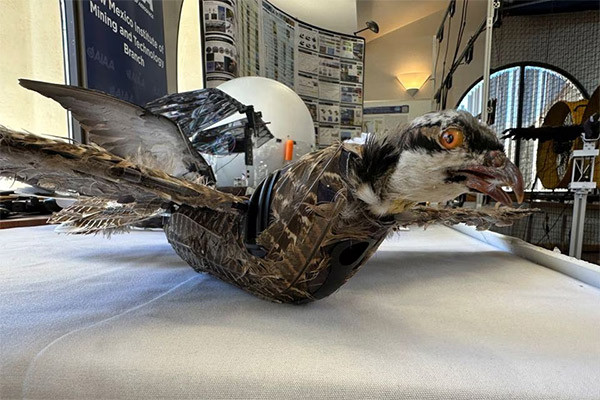 Các nhà khoa học Mỹ chế tạo máy bay không người lái từ chim đã chết