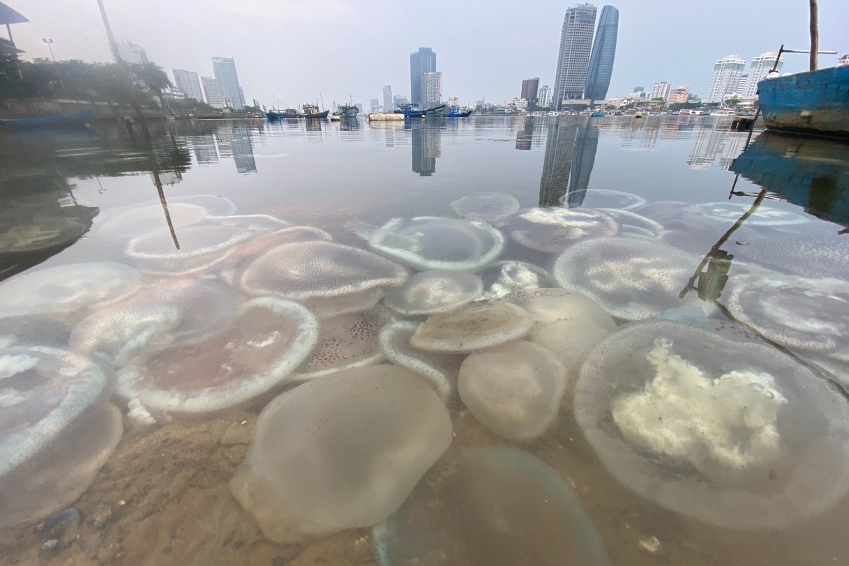 Xác sứa nước lợ xếp lớp bên bờ sông Hàn