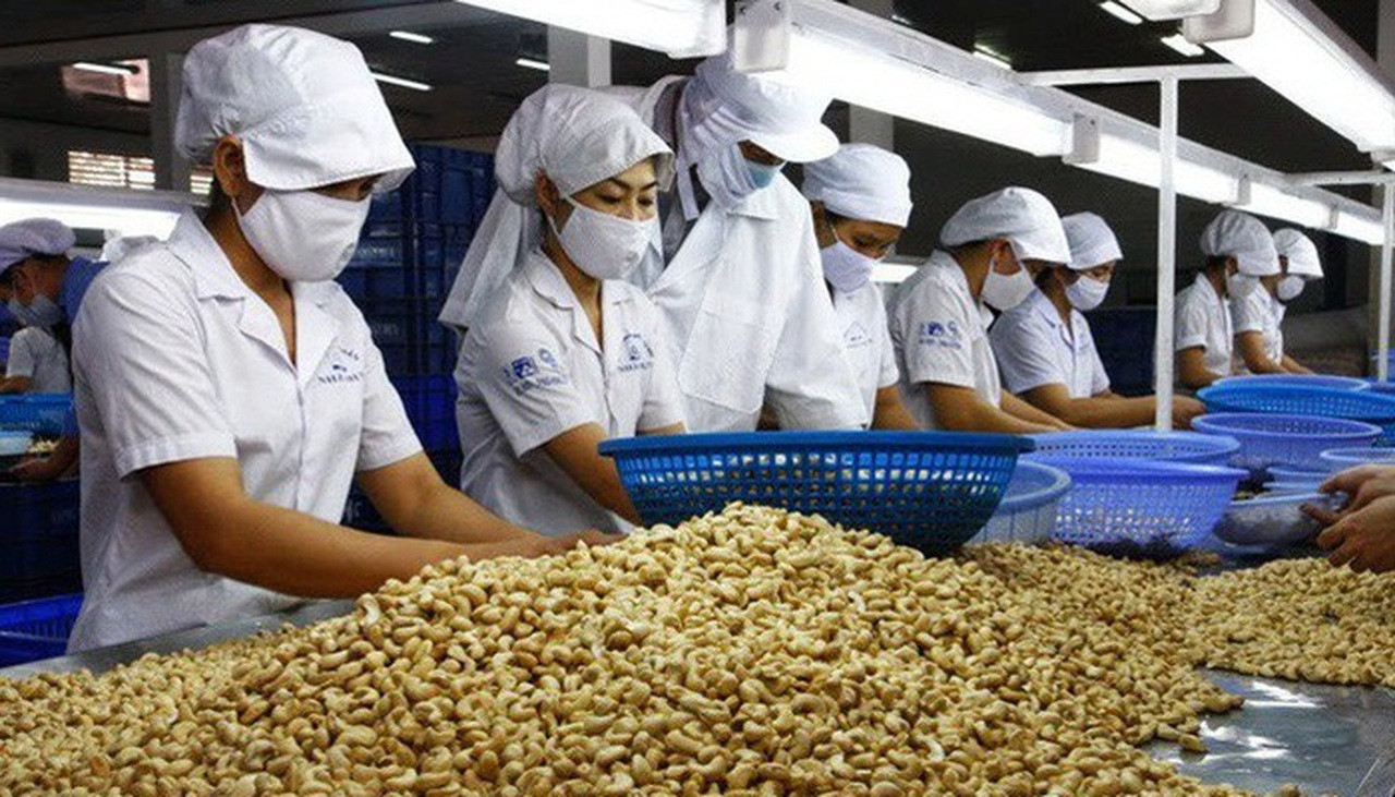 Cashew firms face tough competition from imports