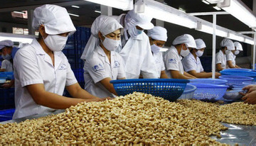 Cashew firms face tough competition from imports