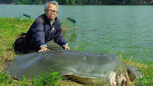 Hồ Gươm sẽ có cụ rùa thay thế?