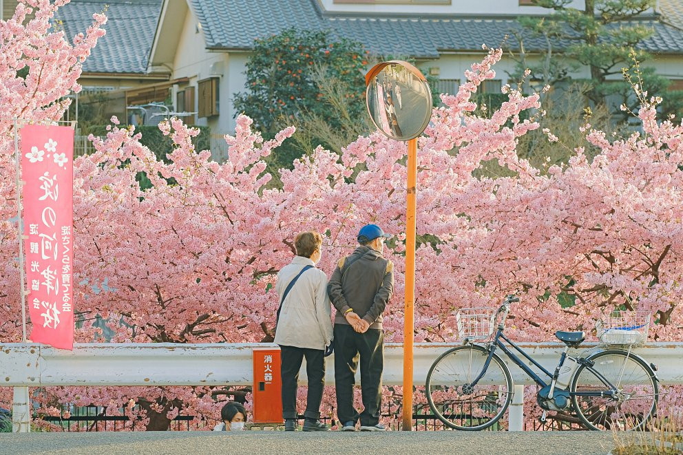 Mùa hoa anh đào nở rộ đẹp ngất ngây ở cố đô yên bình của Nhật Bản