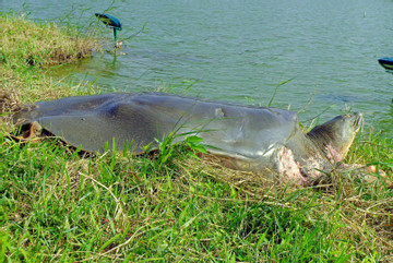Cá thể rùa 93kg chết ở hồ Đồng Mô có thuộc nhóm cực hiếm rùa Hoàn Kiếm?