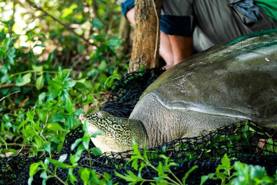 Cá thể rùa nặng gần 100kg ở hồ Đồng Mô bị chết