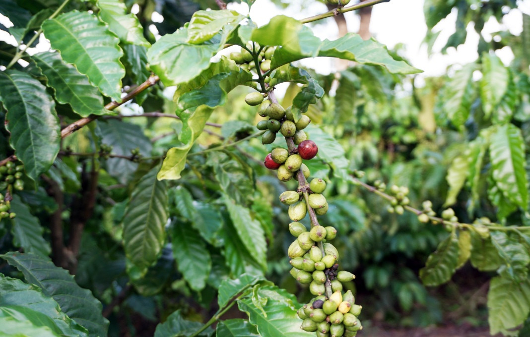 ﻿Where is the coffee market headed?