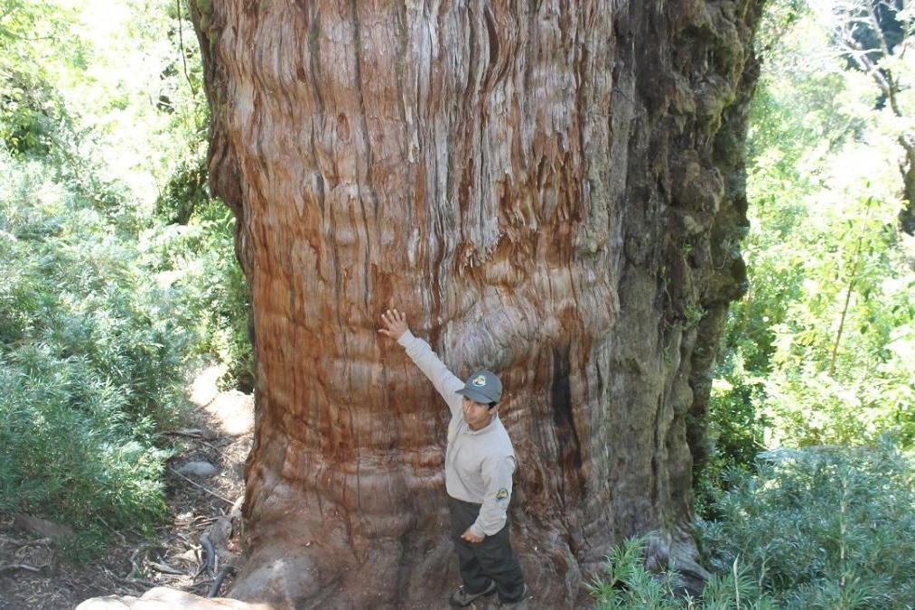 Cây khổng lồ hơn 5.000 tuổi, đường kính thân 4m, chục người ôm không xuể