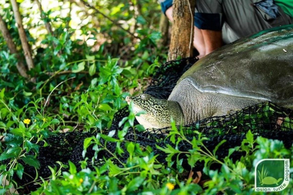 Nearly 100kg endangered turtle dies in Dong Mo