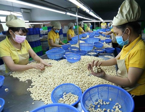 VN cashew industry proposes import tax on cashew kernels