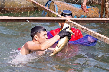 Ngụp lặn trên sông tìm 'hoa hậu cá' ở Phong Nha - Kẻ Bàng