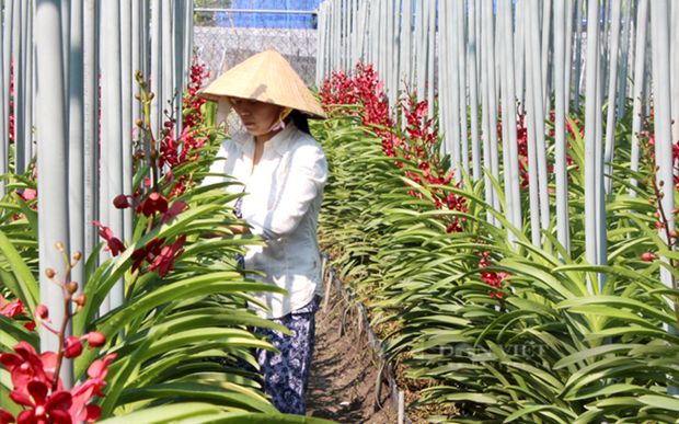 HCM City boasts potential in flower, ornamental plant production: Experts hinh anh 1