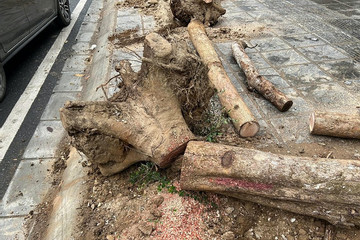 Nhổ bỏ hàng chục cây chết khô trên con đường mới thông xe ở Hà Nội