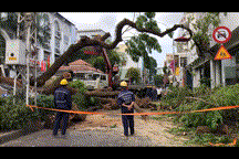 TP.HCM: Cây xanh cao 15m bật gốc, đè phụ nữ mang thai bị thương