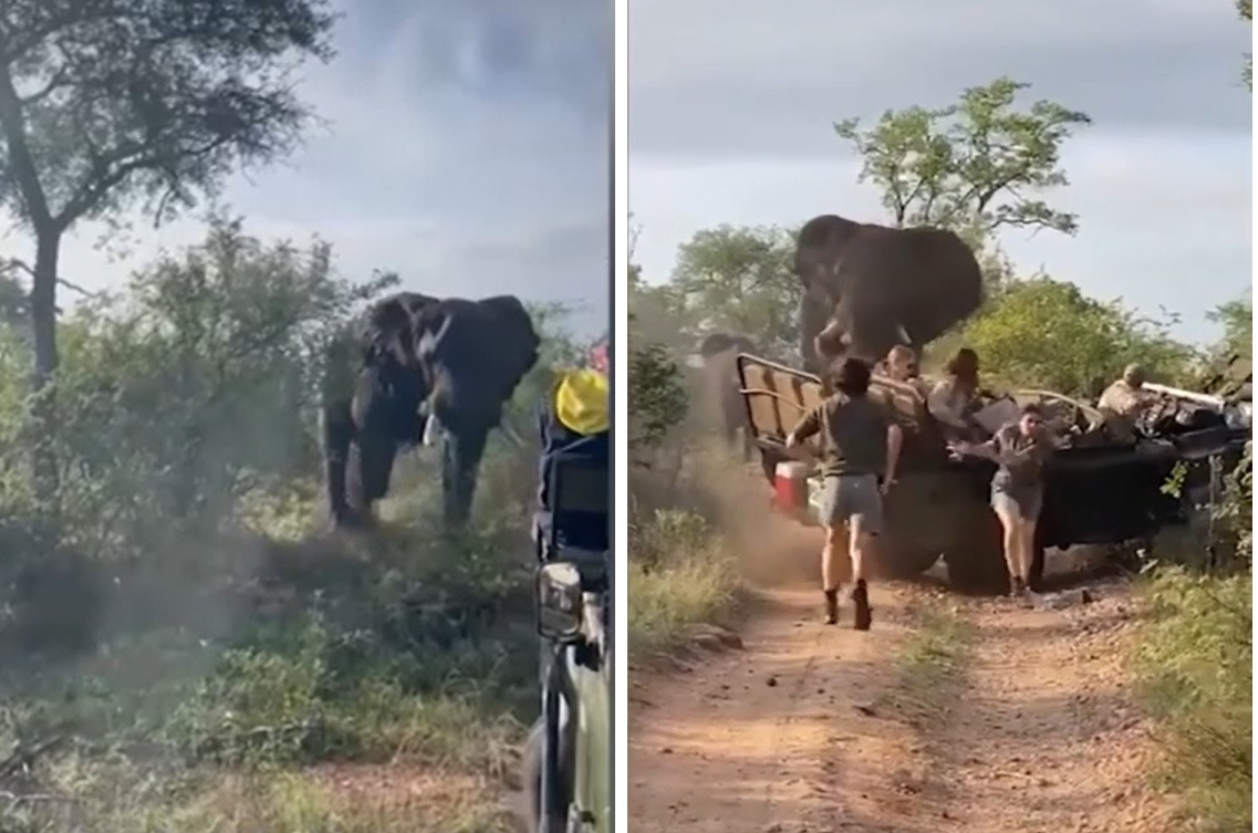 Khoảnh khắc voi bất ngờ lao đến tấn công, húc lật xe chở đầy du khách