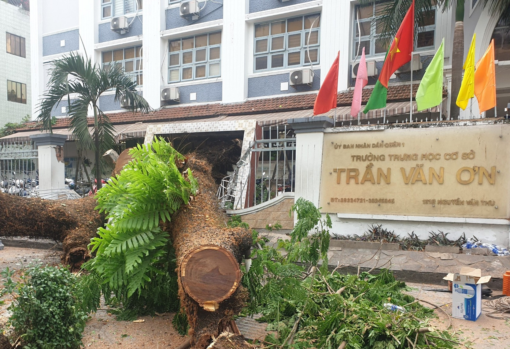 Vụ cây đổ trước cổng trường ở TP.HCM: Thai phụ bị vỡ gan, gãy xương