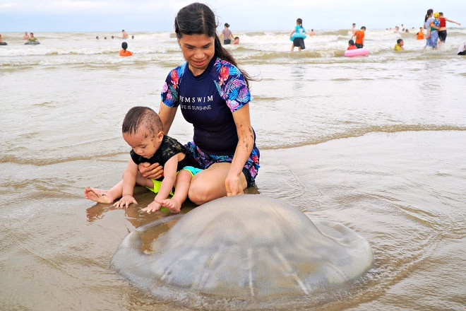 Hàng chục con sứa to như mâm dạt vào biển Sầm Sơn, du khách thích thú check-in