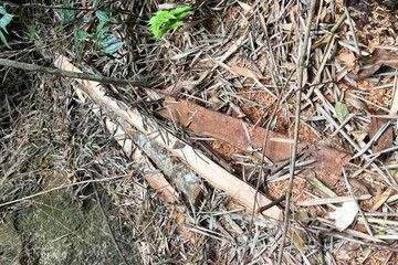 Khởi tố vụ phá rừng tại khu bảo tồn Tây Yên Tử Bắc Giang