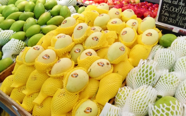 Cao Lanh’s Cat Chu mango: the pride of Dong Thap Province