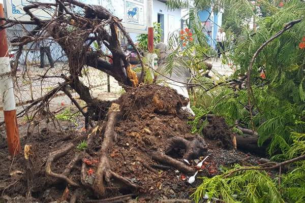 Phượng bật gốc trong sân trường ở Đồng Nai, 3 nữ sinh bị thương