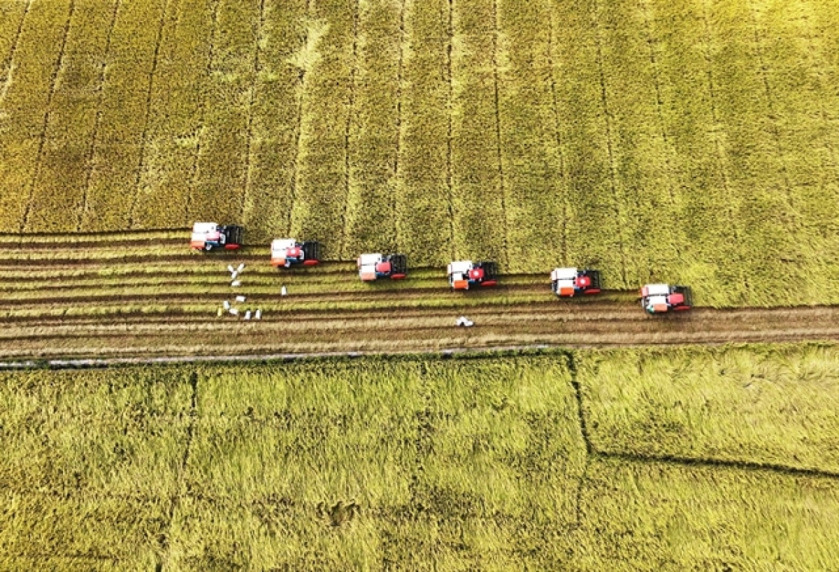 ministry urges close watch on rice market as indonesia to import 2 million tonnes picture 1