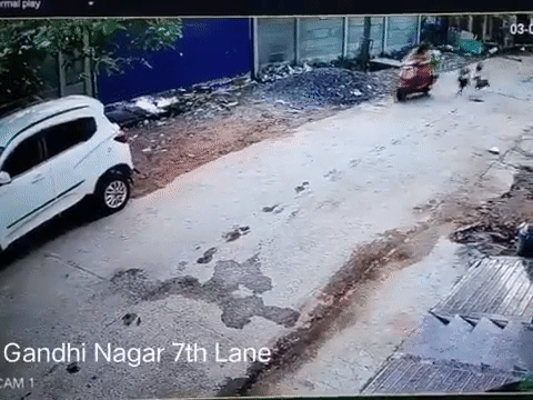 Bị đàn chó rượt đuổi, người phụ nữ Ấn Độ lái xe máy 'cắm đầu' vào ô tô