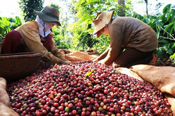 Nỗi buồn cà phê Việt: Xuất khẩu top đầu thế giới, giá xếp chót bảng