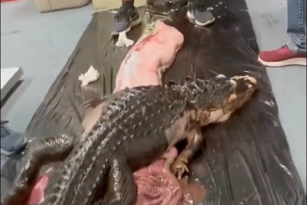 Mỹ: Mổ bụng trăn lấy ra 1 con cá sấu còn nguyên vẹn