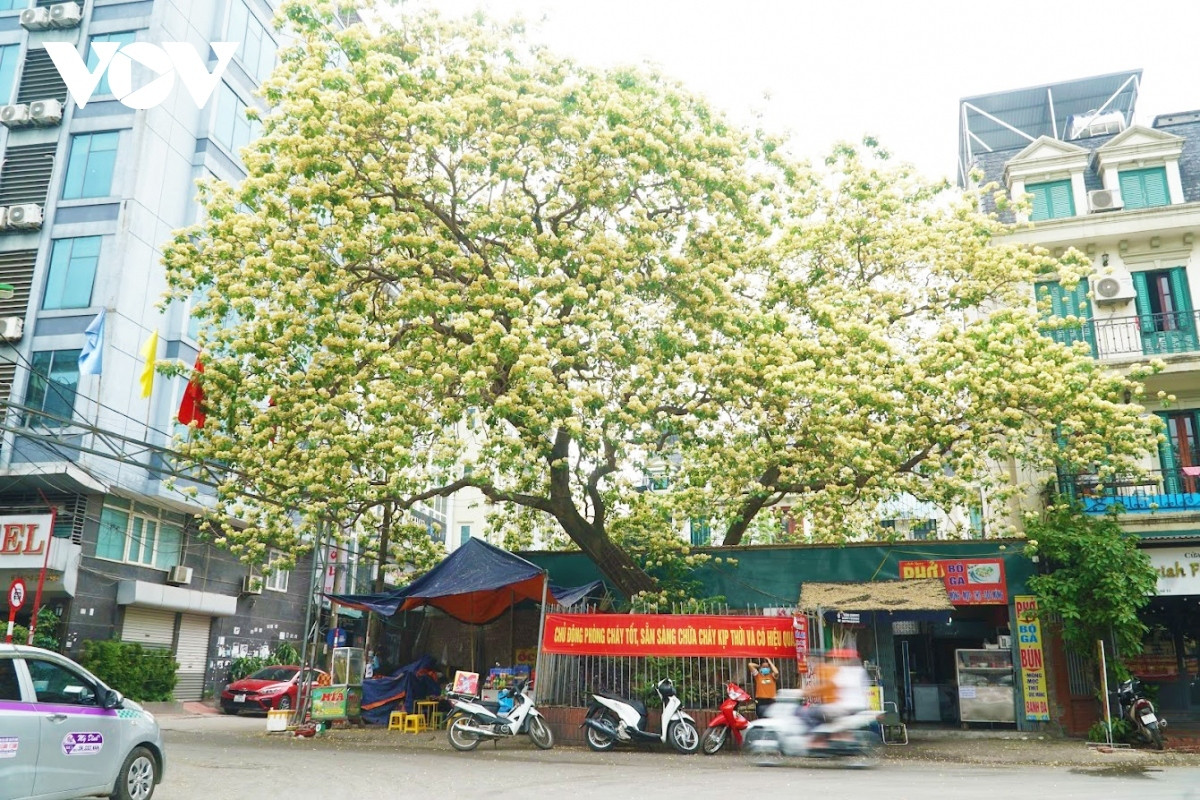 stunning beauty of 300-year-old hoa bun tree in hanoi picture 1