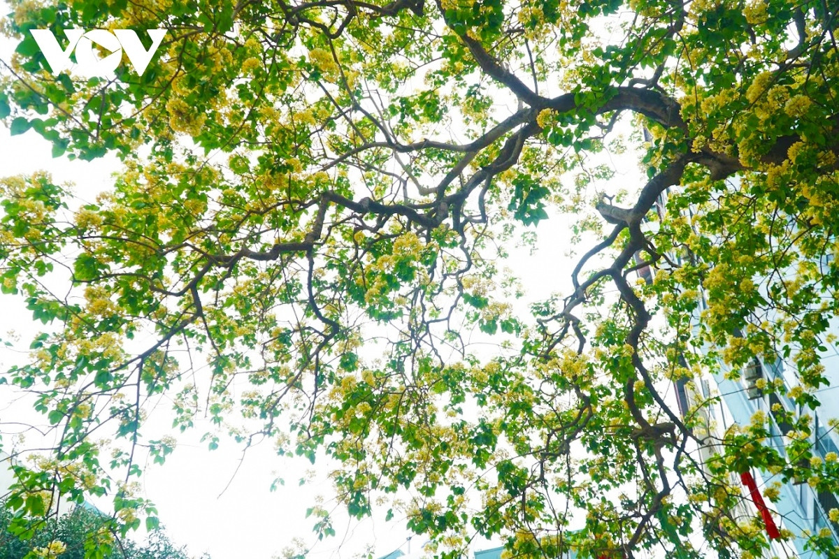 stunning beauty of 300-year-old hoa bun tree in hanoi picture 2