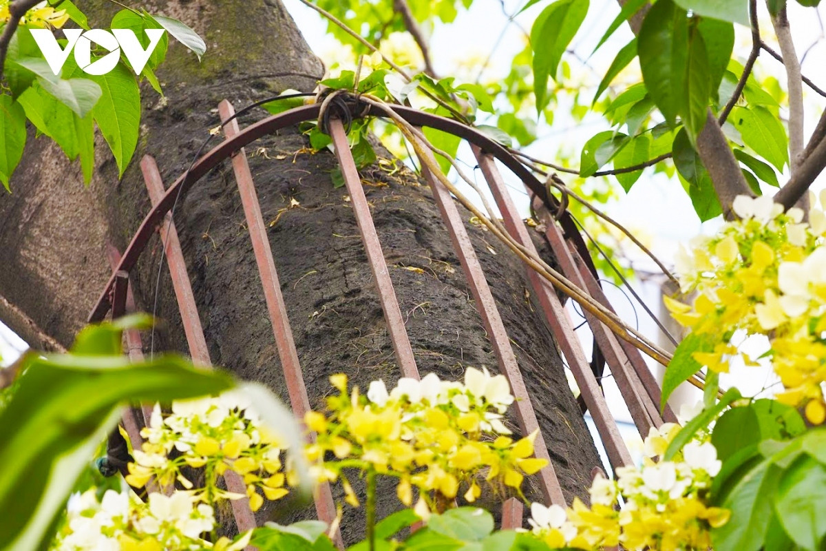 stunning beauty of 300-year-old hoa bun tree in hanoi picture 10