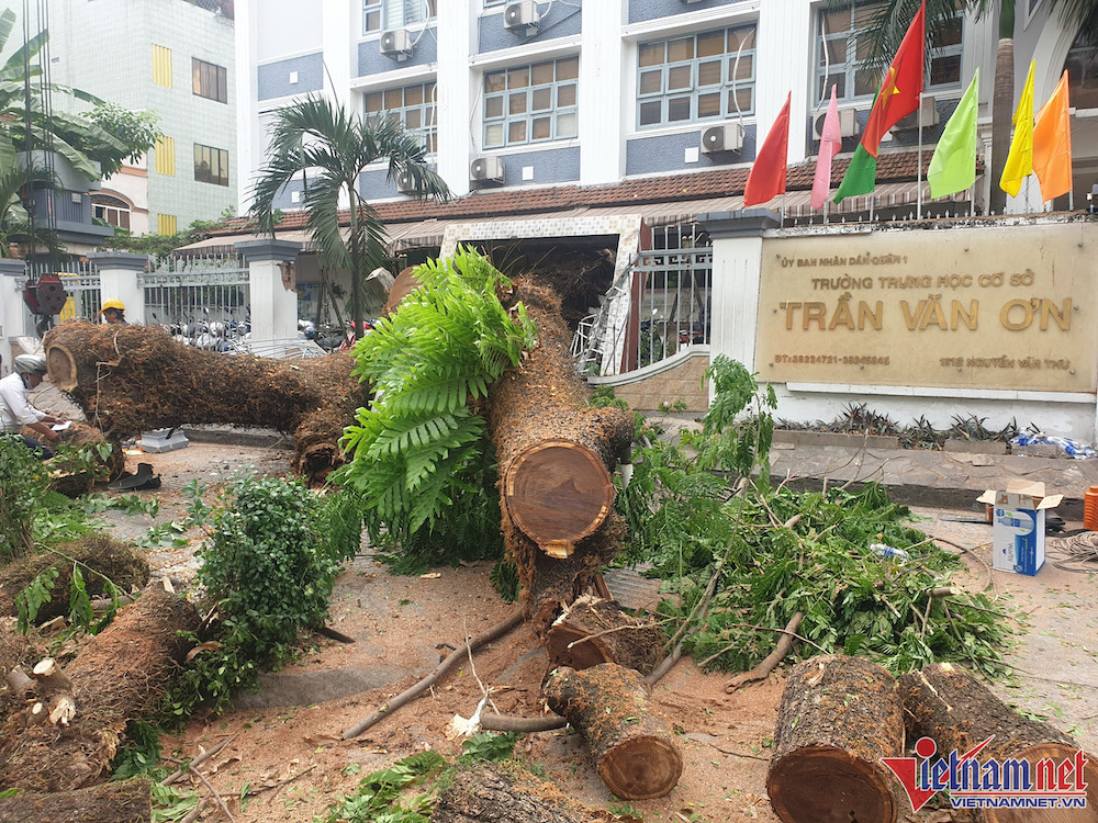 Rà soát cây xanh toàn thành phố sau vụ cây đổ ở Trường THCS Trần Văn Ơn