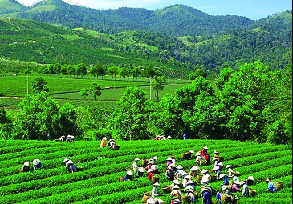 Tri thức dân gian trồng và chế biến chè Tân Cương trở thành di sản văn hoá