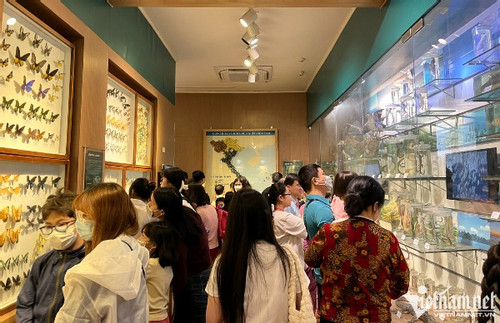 Mở cửa miễn phí, bảo tàng Thiên nhiên Việt Nam đông nghịt khách ghé thăm