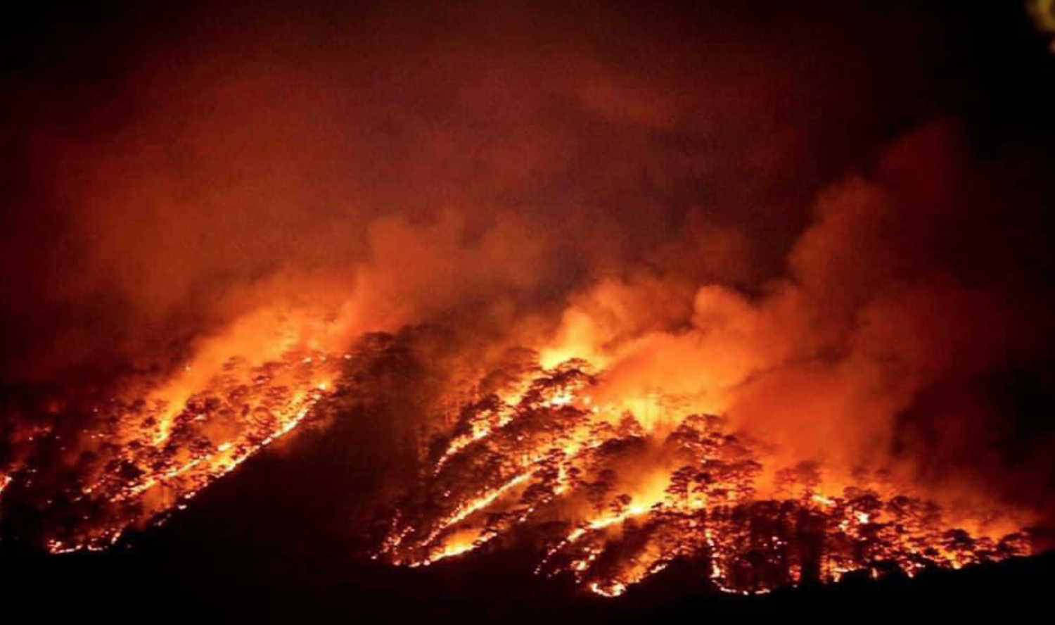 Cháy ở Đà Lạt suốt 8 giờ, 10ha rừng thông bị ảnh hưởng