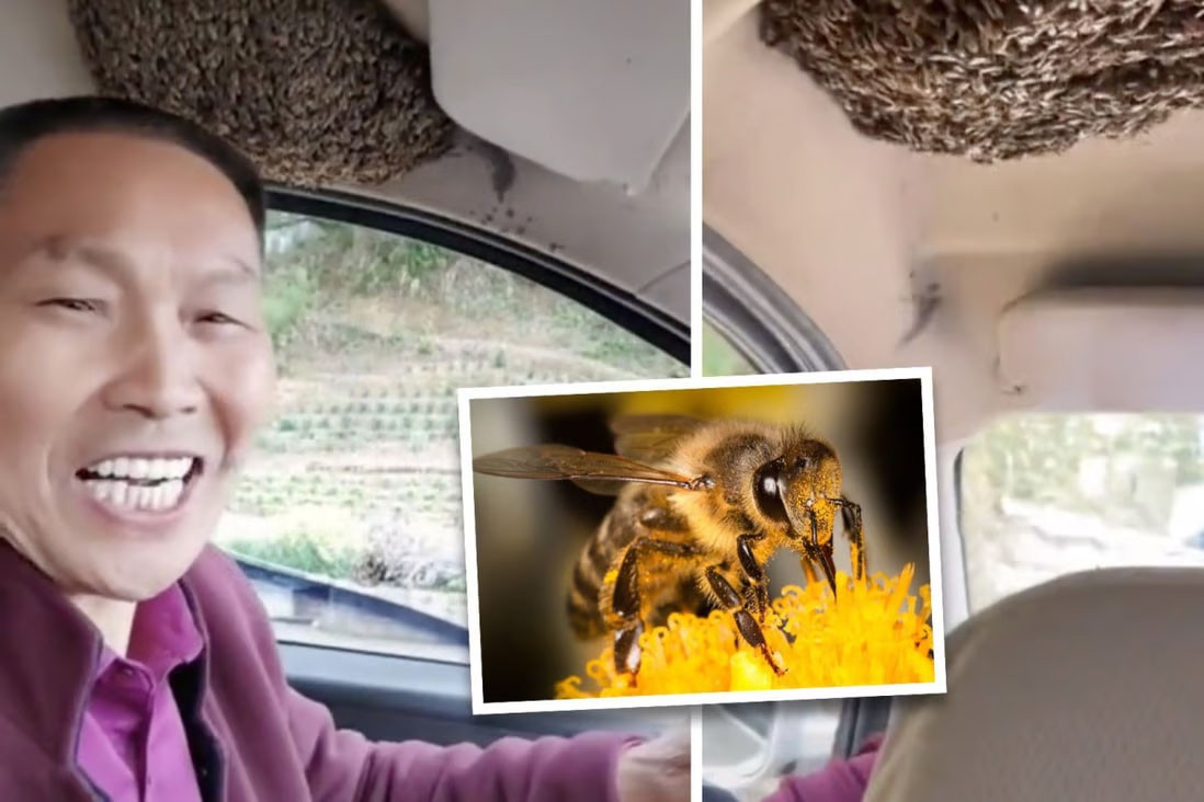 Tài xế Trung Quốc thản nhiên lái xe với tổ ong ngay trên đầu