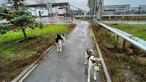 Đi tìm lời giải sự sống của đàn chó hoang ở vùng đất 'chết' Chernobyl