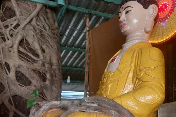 Ngôi chùa ở Quảng Ngãi có cội bồ đề che chở tượng Phật